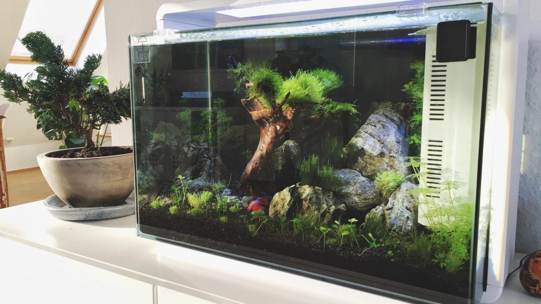 Superfish Home Design Aquarium